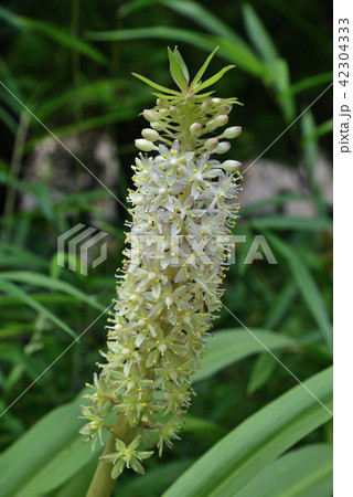 ユーコミス 42304333