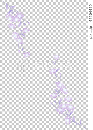 喪中ハガキ用　野菊の花 42304430