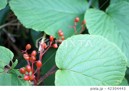 ミヤマコツツジ　高山植物　湿原　桔梗　水生植物 42304443