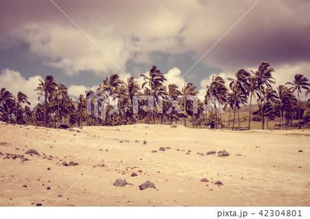 Palm trees on Anakena beach, easter island 42304801