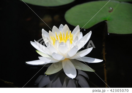 スイレン 42305070