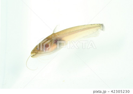 ナマズの幼魚の写真素材