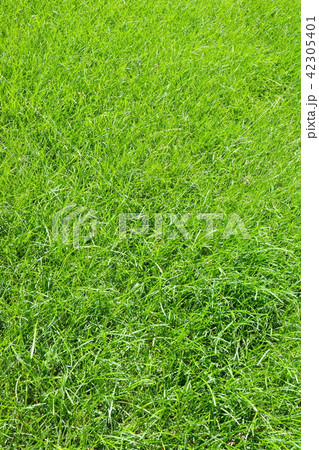 芝生 42305401
