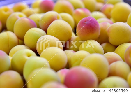 梅　選別 42305590