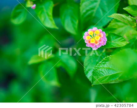 Tiny colorful flowers with green background 42305784