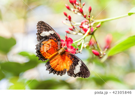 orange butterfly collects nectar on a pink flower. 42305846
