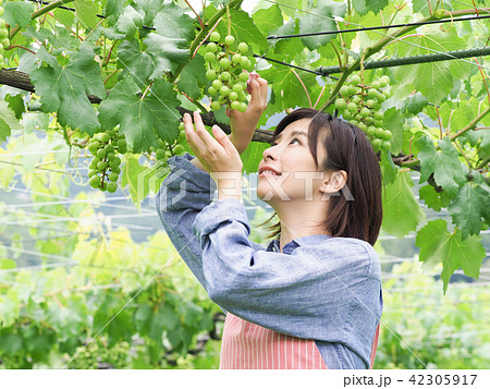 ぶどうの摘粒作業をする女性 ぶどうの摘粒作業をする女性 42305917