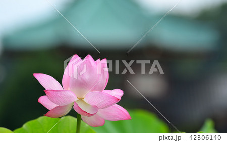 ハスの花 ハスの花 42306140