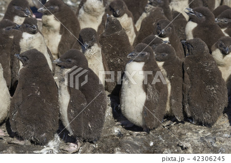 Rockhopper Penguin chicks Rockhopper Penguin chicks 42306245