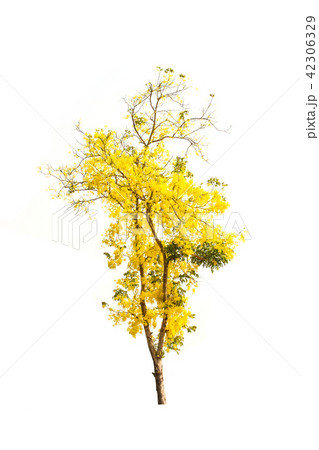 Yellow tree 42306329