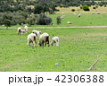 <ニュージーランド>牧場の羊 42306388