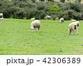 <ニュージーランド>牧場の羊 42306389
