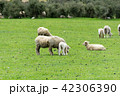 <ニュージーランド>牧場の羊 42306390