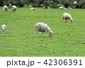 <ニュージーランド>牧場の羊 42306391