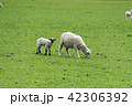 <ニュージーランド>牧場の羊 42306392