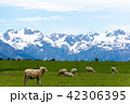 <ニュージーランド>牧場の羊 42306395