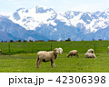 <ニュージーランド>牧場の羊 42306398