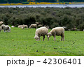 <ニュージーランド>牧場の羊 42306401