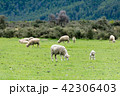 <ニュージーランド>牧場の羊 42306403