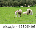 <ニュージーランド>牧場の羊 42306406