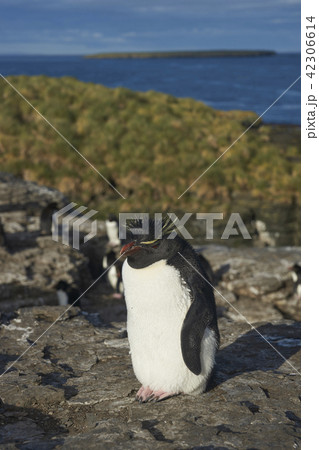 Rockhopper Penguins on Bleaker Island Rockhopper Penguins on Bleaker Island 42306614