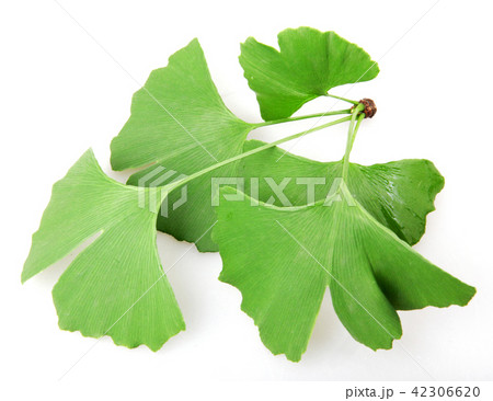 Ginkgo biloba leaf isolated on white background Ginkgo biloba leaf isolated on white background 42306620