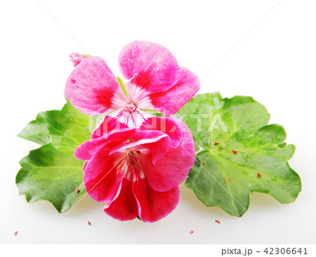 Geranium pelargonium flowers Geranium pelargonium flowers 42306641