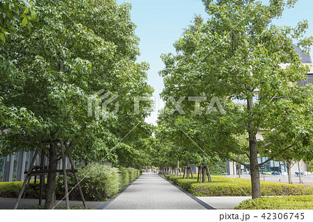A tree-lined street in the city of Nakano Seiji - Stock Photo 