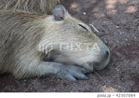 静岡県賀茂郡東伊豆町稲取にある伊豆アニマルキングダムのふれあえるわくわく広場のカピパラの寝顔を激写 静岡県賀茂郡東伊豆町稲取にある伊豆アニマルキングダムのふれあえるわくわく広場のカピパラの寝顔を激写 42307064