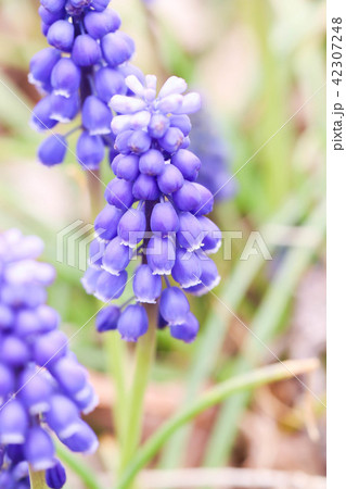 Single little blue muscaries flowers in the garden Single little blue muscaries flowers in the garden 42307248
