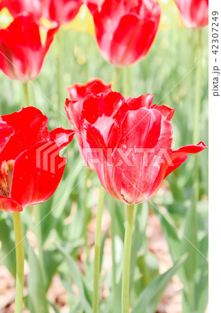 Single of big red tulips in hitachi seaside park 42307249