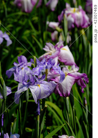 花菖蒲 花菖蒲 42307469