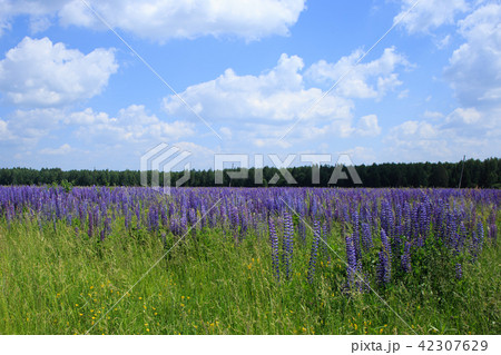 field of lupine flowers under blue sky field of lupine flowers under blue sky 42307629