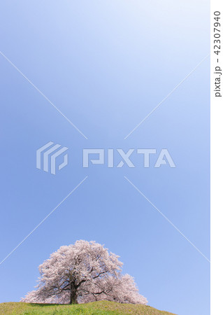春景色 42307940