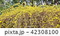 早春の花の背景素材・鮮やかな黄色の花を付けて花枝を伸ばすレンギョウ・横長位置 42308100