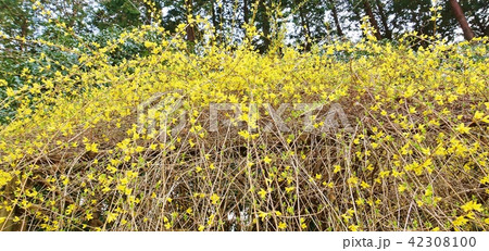 早春の花の背景素材・鮮やかな黄色の花を付けて花枝を伸ばすレンギョウ・横長位置 42308100