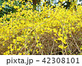 早春の花の背景素材・鮮やかな黄色の花を付けて花枝を伸ばすレンギョウ・横位置 42308101