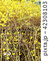 早春の花の背景素材・鮮やかな黄色の花を付けて花枝を伸ばすレンギョウ・縦位置 42308103