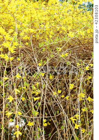 早春の花の背景素材・鮮やかな黄色の花を付けて花枝を伸ばすレンギョウ・縦位置 42308103