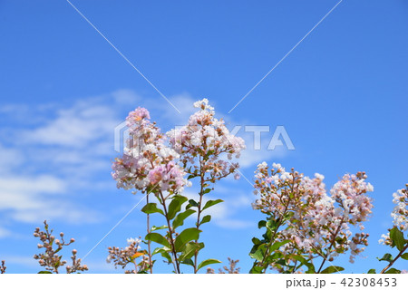 サルスベリの花と青空 サルスベリの花と青空 42308453