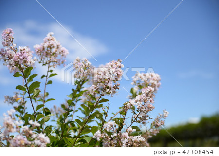 サルスベリの花と青空 42308454