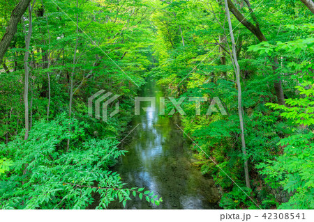 東京 福生 玉川上水(新堀橋より) 東京 福生 玉川上水(新堀橋より) 42308541