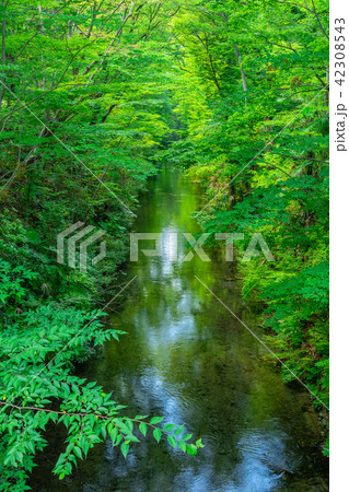 東京　福生　玉川上水（新堀橋より） 42308543