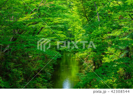 東京　福生　玉川上水（新堀橋より） 42308544