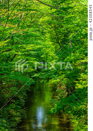東京　福生　玉川上水（新堀橋より） 42308545