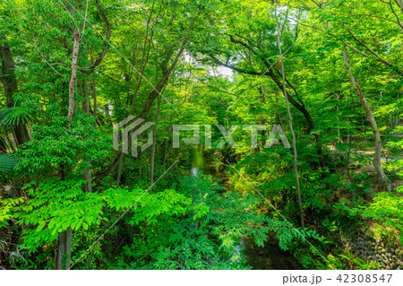 東京　福生　玉川上水（新堀橋より） 42308547