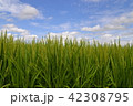 稲の花と青空_7月 42308795