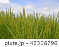 稲の花と青空_7月 42308796