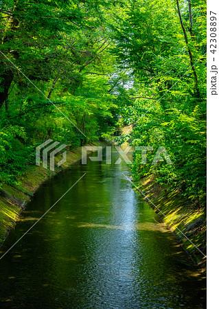 東京　福生　玉川上水（加美上水橋より） 42308897