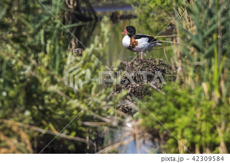 Common shelduck (Tadorno tadorno) in the reed Common shelduck (Tadorno tadorno) in the reed 42309584